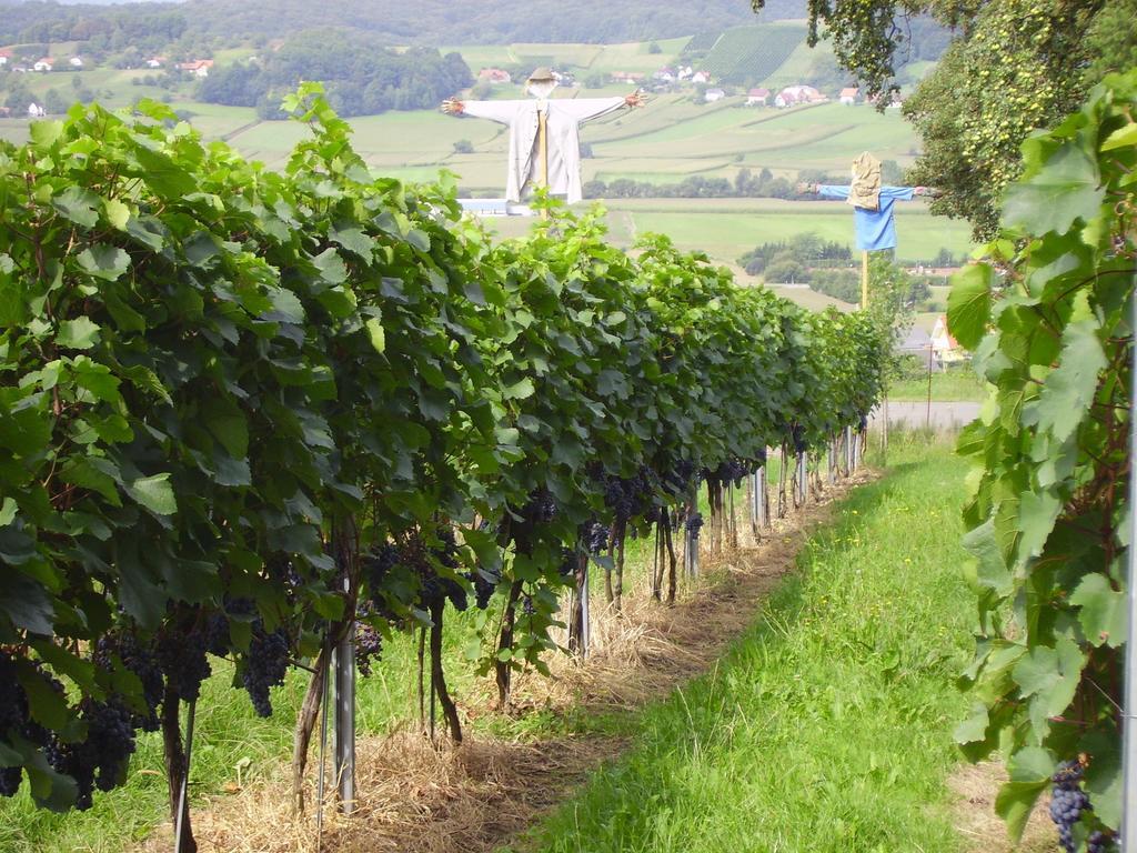 Appartement Weingut Schoberhof Bad Gleichenberg Habitación foto
